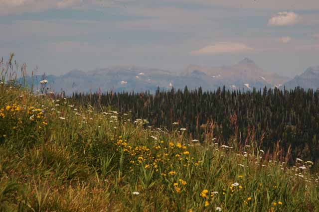 wildflowers on Big Mtn